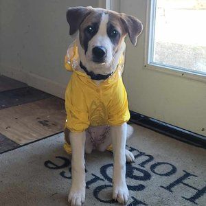 yellow dog rain jacket